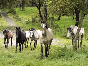 breeders foals