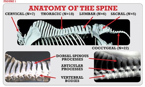 The Diagnosis of Back Pain – The Horse Magazine