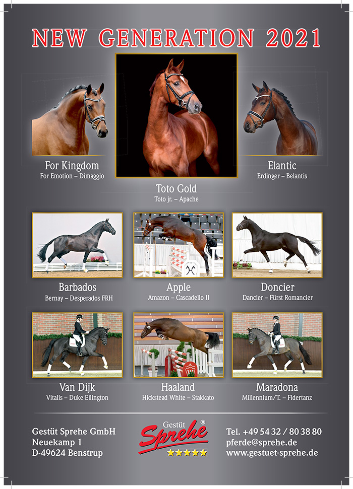 The Boomerang Thoroughbred Horse Profile - Next Race, Form, Stats, News,  Breeding