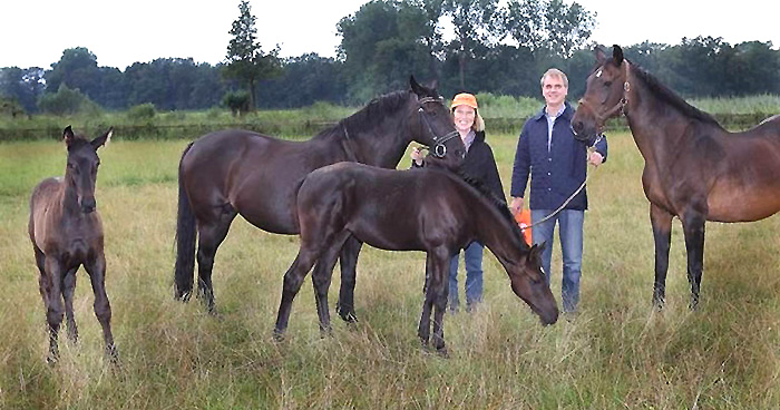 Breeding advice for mares by Lys de Darmen - News - Hippomundo